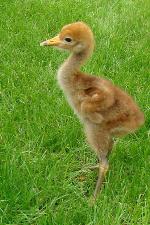 Blue Red (green) Yellow on 22nd May 2013 Blue Red (green) Yellow on 22nd May 2013